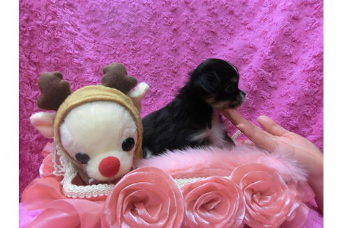 成約済の京都府のチワワ(ロングコート)-41606の1枚目