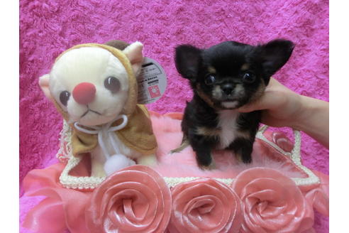 成約済の京都府のチワワ(ロングコート)-41607の3枚目