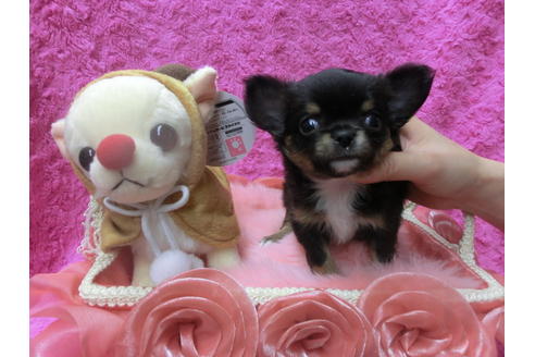 成約済の京都府のチワワ(ロングコート)-41607の2枚目