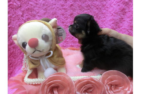 成約済の京都府のチワワ(ロングコート)-41607の1枚目