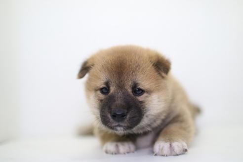 成約済の愛知県の柴犬-40588の1枚目