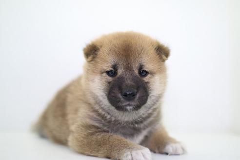 成約済の愛知県の柴犬-40588の2枚目