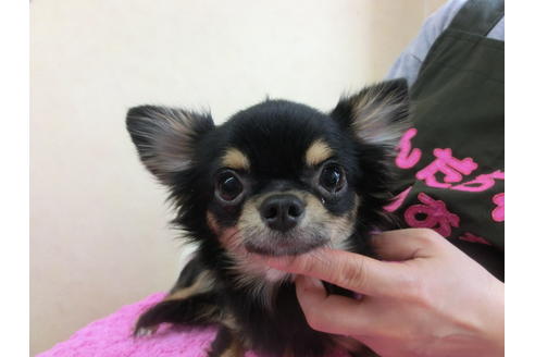 成約済の京都府のチワワ-30068の2枚目