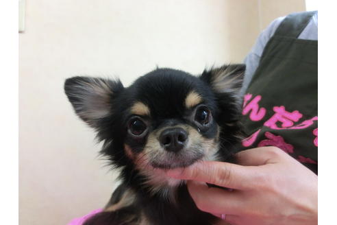 成約済の京都府のチワワ-30068の1枚目