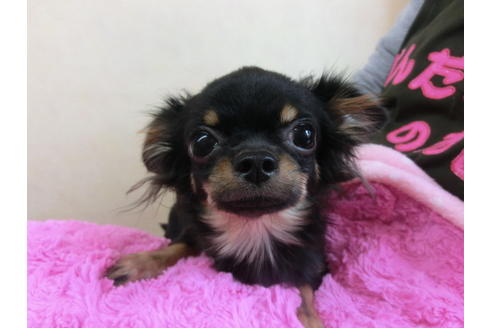 成約済の京都府のチワワ(ロングコート)-31953の2枚目