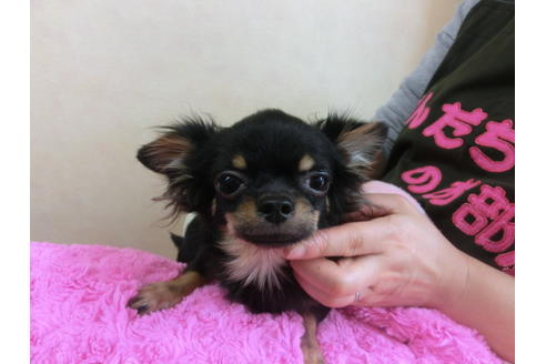 成約済の京都府のチワワ(ロングコート)-31953の1枚目