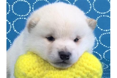 成約済の愛知県の柴犬-41625の3枚目
