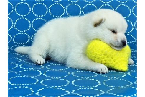 成約済の愛知県の柴犬-41625の1枚目
