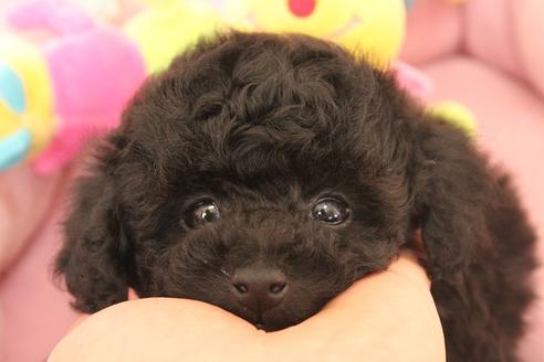 成約済の宮城県のトイプードル-41074の4枚目