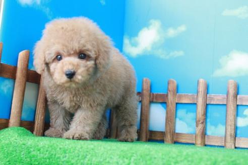 成約済の滋賀県のトイプードル-41653の2枚目