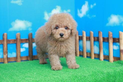 成約済の滋賀県のトイプードル-41653の1枚目