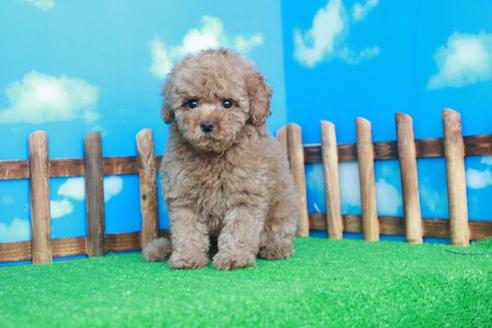 成約済の滋賀県のトイプードル-41655の2枚目