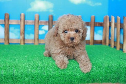 成約済の滋賀県のトイプードル-41655の1枚目