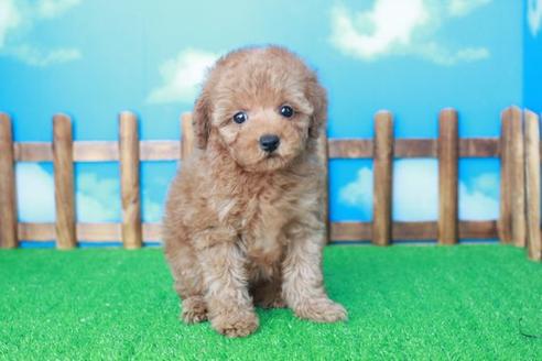 成約済の滋賀県のトイプードル-41656の2枚目