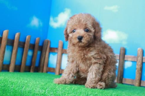 成約済の滋賀県のトイプードル-41656の1枚目