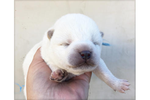 成約済の山梨県の柴犬-41295の4枚目
