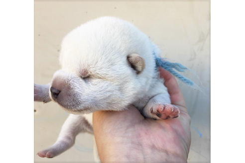 成約済の山梨県の柴犬-41295の3枚目