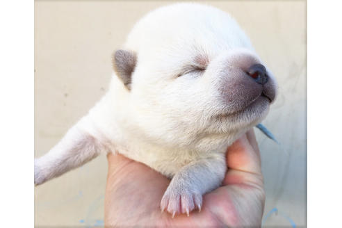 成約済の山梨県の柴犬-41295の2枚目