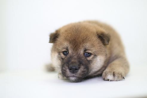 成約済の愛知県の柴犬-40587の1枚目