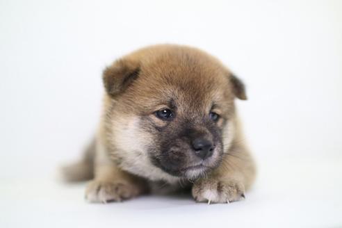 成約済の愛知県の柴犬-40587の3枚目