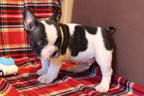 成約済の愛知県のフレンチブルドッグ-39629の5枚目