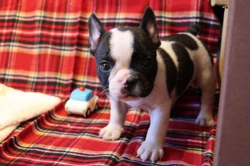 成約済の愛知県のフレンチブルドッグ-39629の4枚目