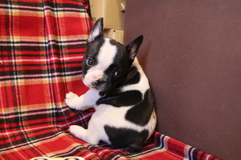 成約済の愛知県のフレンチブルドッグ-39629の3枚目