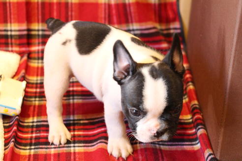 成約済の愛知県のフレンチブルドッグ-39629の2枚目