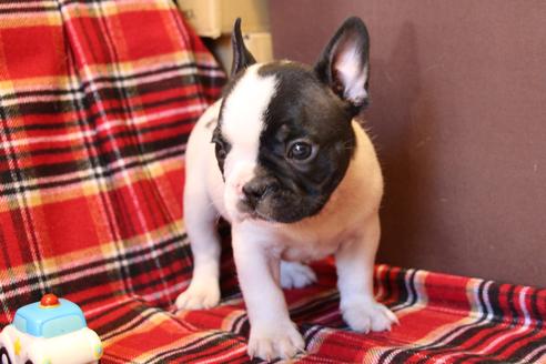 成約済の愛知県のフレンチブルドッグ-39629の1枚目