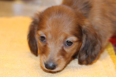 成約済の愛知県のカニンヘンダックスフンド-39623の5枚目