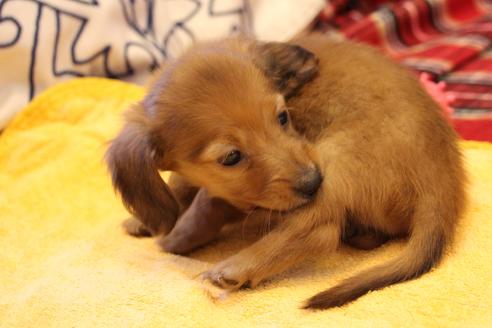 成約済の愛知県のカニンヘンダックスフンド-39623の4枚目