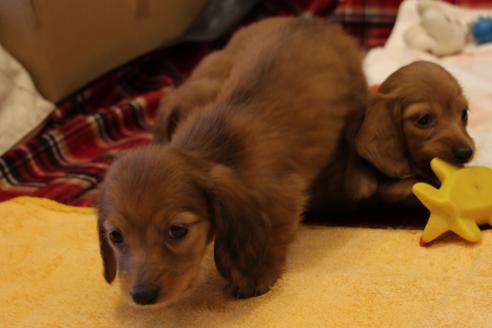 成約済の愛知県のカニンヘンダックスフンド-39623の3枚目