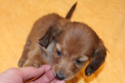 成約済の愛知県のカニンヘンダックスフンド-39623の2枚目