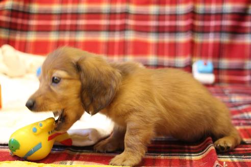 成約済の愛知県のカニンヘンダックスフンド-39623の1枚目