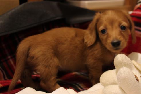 成約済の愛知県のカニンヘンダックスフンド-39622の2枚目