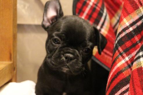 成約済の愛知県のフレンチブルドッグ-39631の5枚目