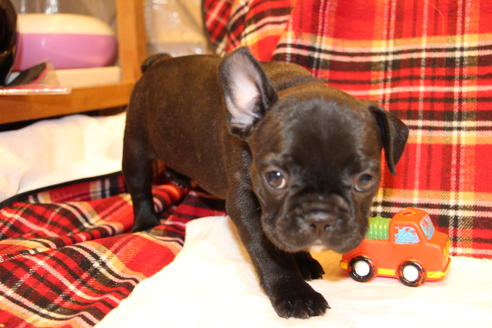 成約済の愛知県のフレンチブルドッグ-39631の4枚目