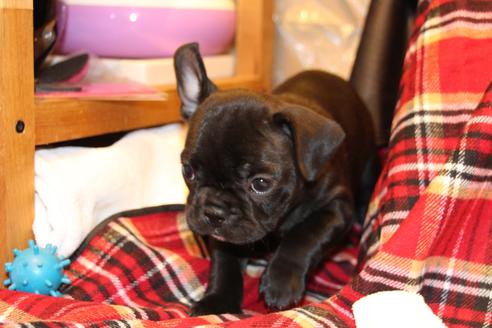 成約済の愛知県のフレンチブルドッグ-39631の3枚目