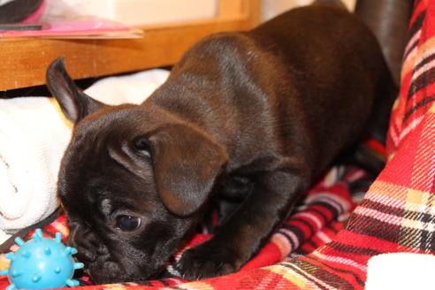成約済の愛知県のフレンチブルドッグ-39631の2枚目