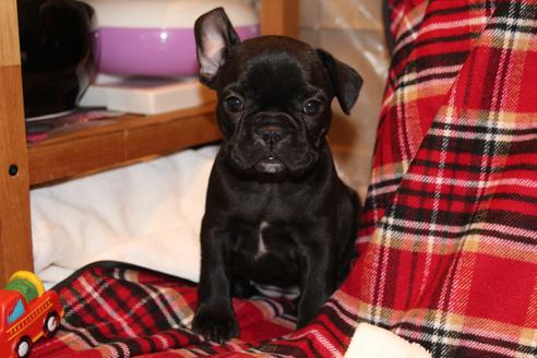 成約済の愛知県のフレンチブルドッグ-39631の1枚目