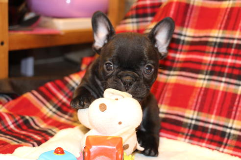 成約済の愛知県のフレンチブルドッグ-39630の4枚目