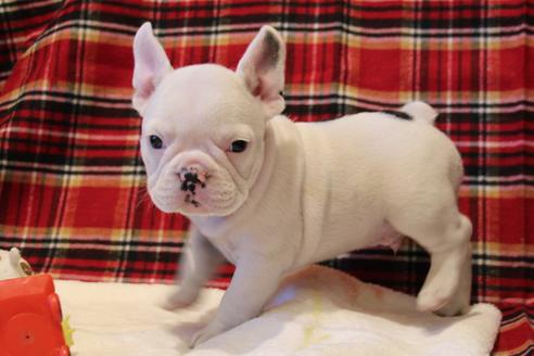 成約済の愛知県のフレンチブルドッグ-39628の5枚目