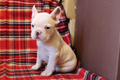 成約済の愛知県のフレンチブルドッグ-39628の4枚目