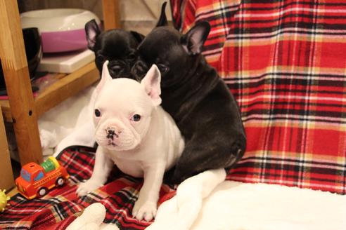 成約済の愛知県のフレンチブルドッグ-39628の3枚目