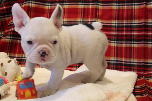 成約済の愛知県のフレンチブルドッグ-39628の2枚目