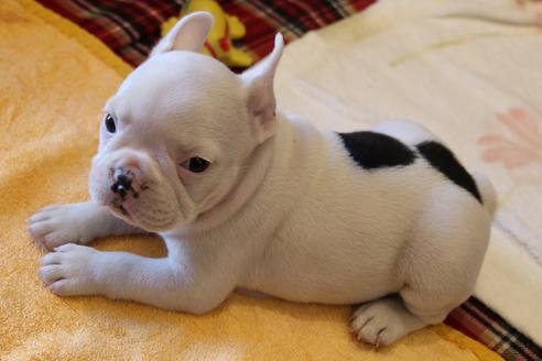 成約済の愛知県のフレンチブルドッグ-39628の1枚目