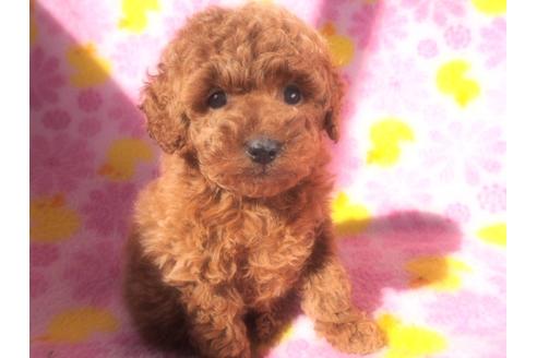 子犬