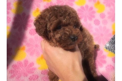 成約済の茨城県のトイプードル-41757の3枚目