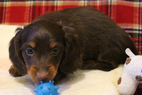 成約済の愛知県のカニンヘンダックスフンド-39625の5枚目