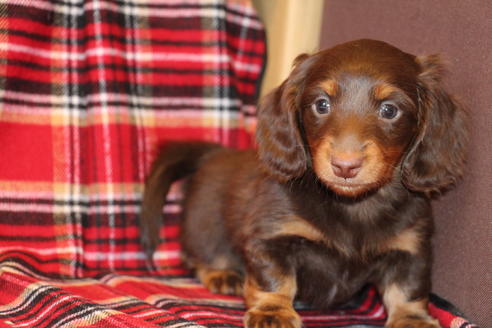 成約済の愛知県のカニンヘンダックスフンド-39625の4枚目